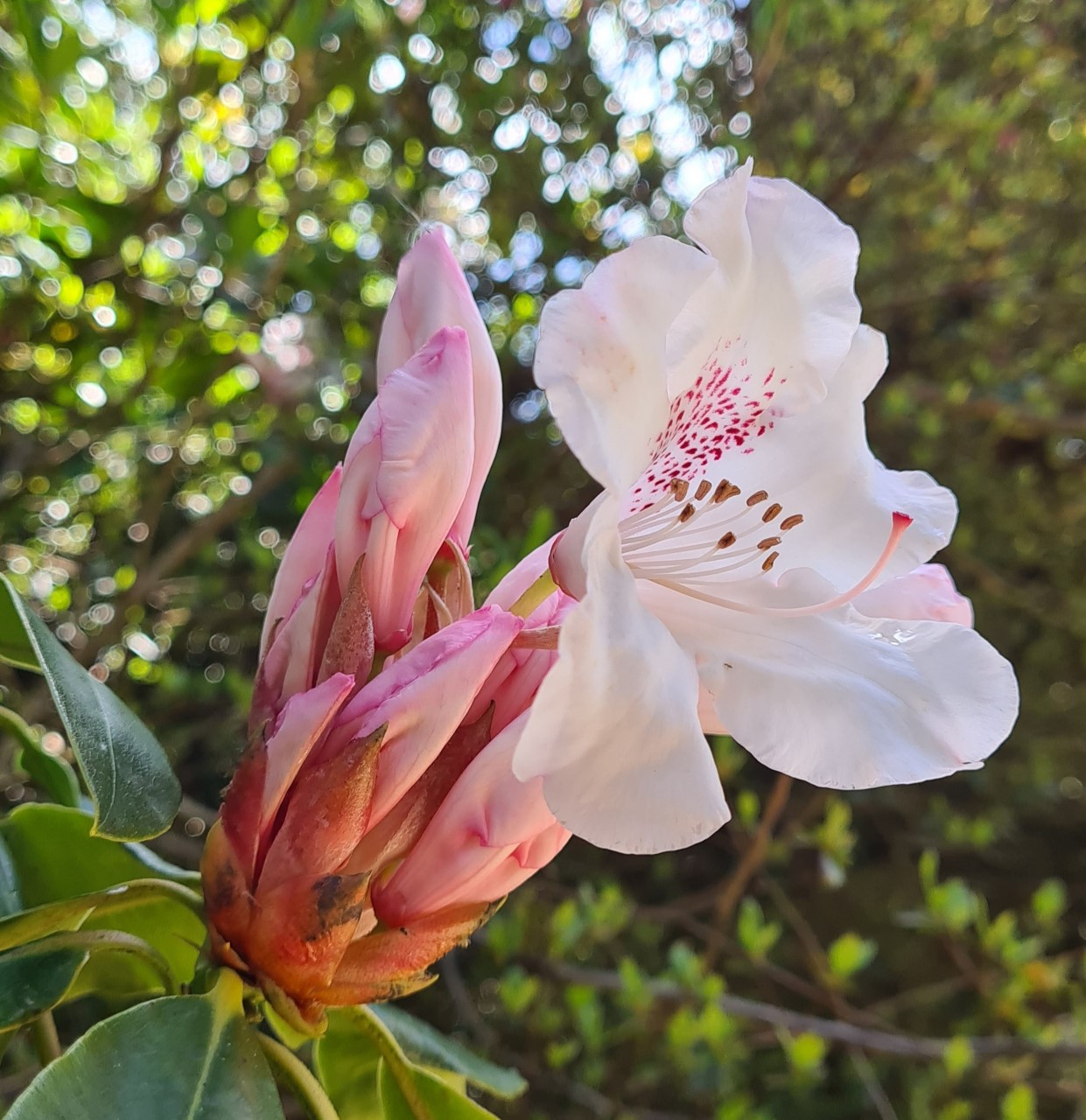 'Mrs. Charles E. Pearson' AGM